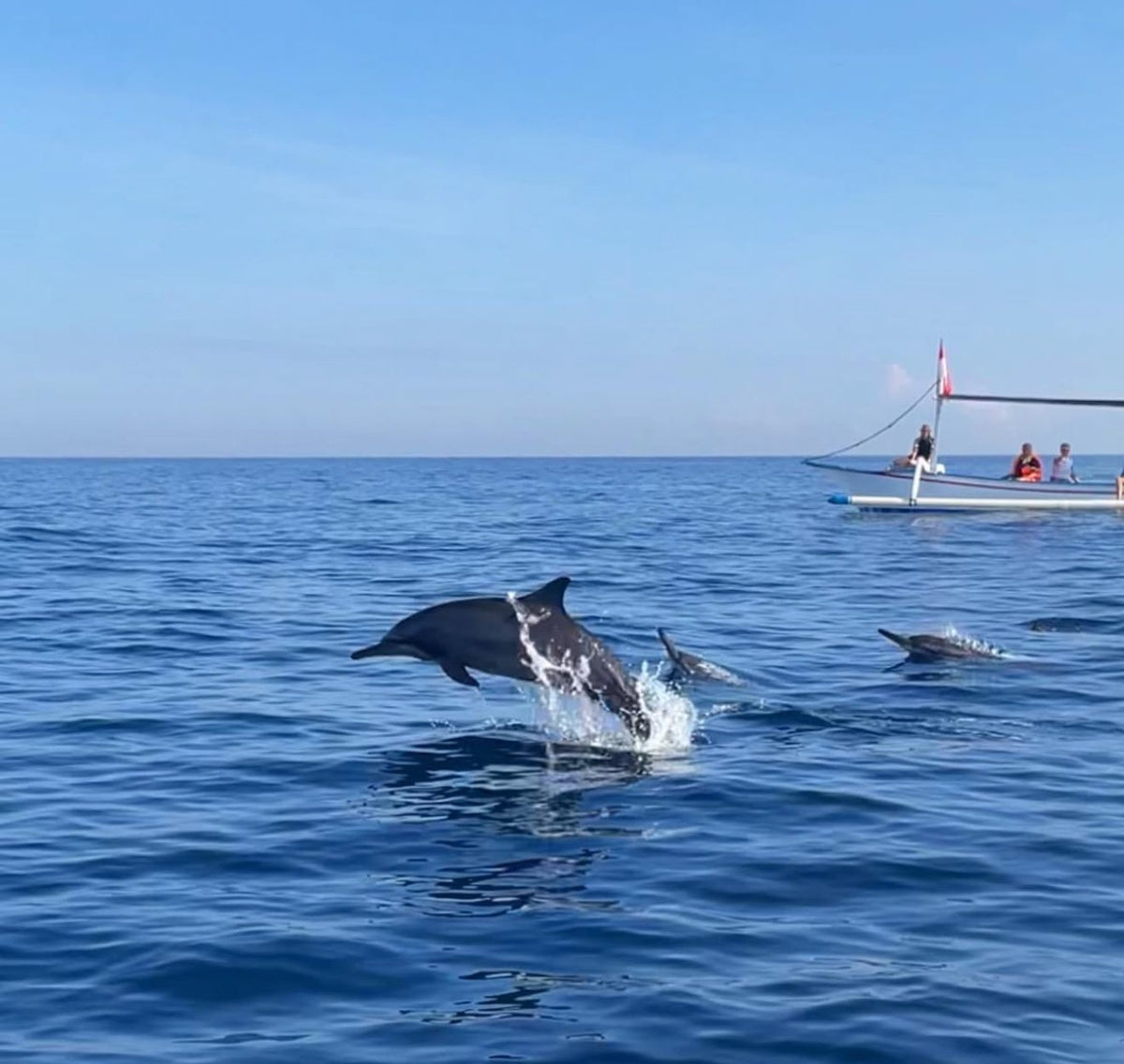 Wild dolphins off the Lovina coast at dawn