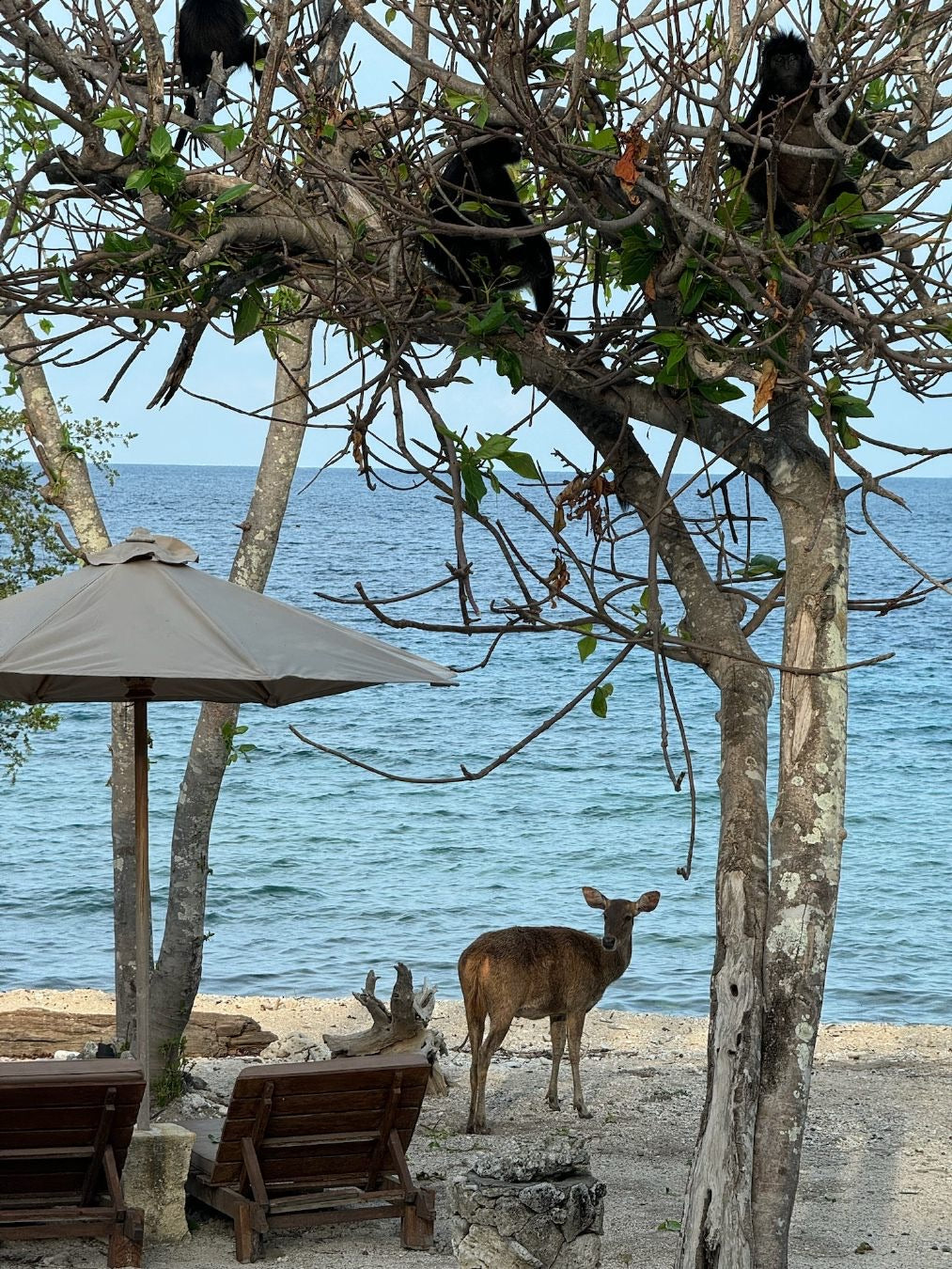 Deer on the beach at Nusa Bay, West Bali National Park