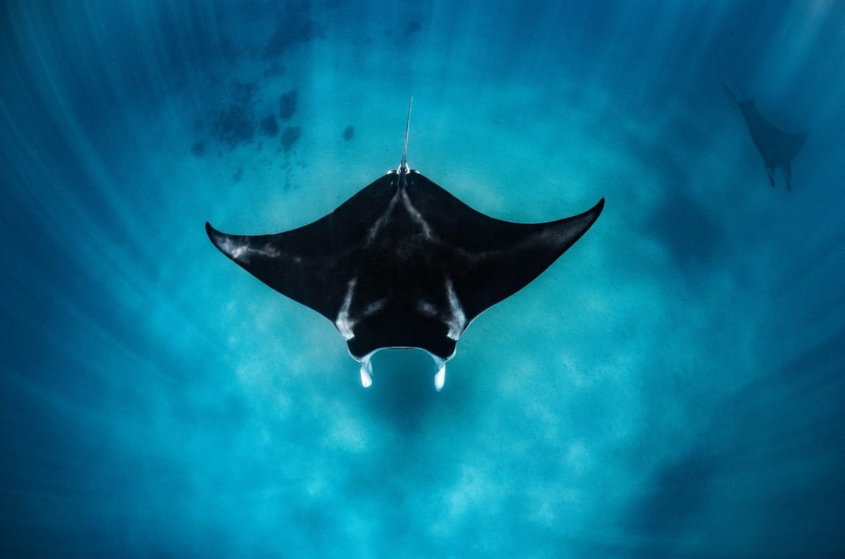 A manta ray gliding over the sand
