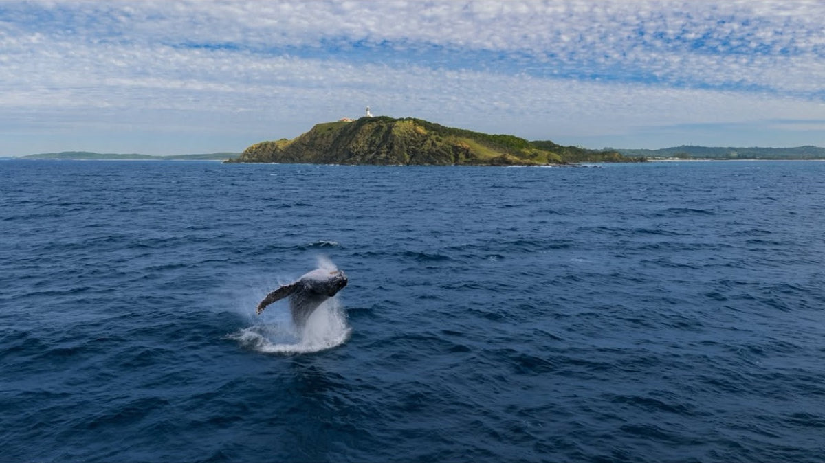 A humpback whale breaching off Cape Byron
