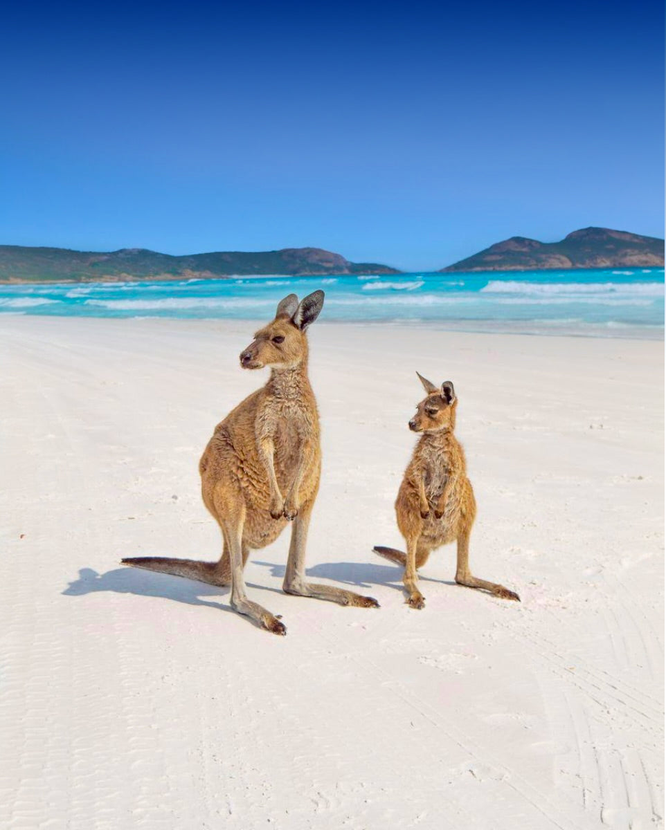 A kangaroo and joey on the white sand of Lucky Bay