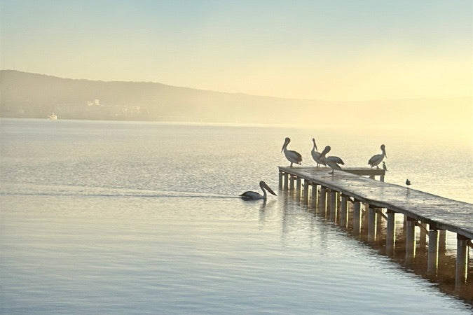 Pelicans on a jetty in golden morning mist