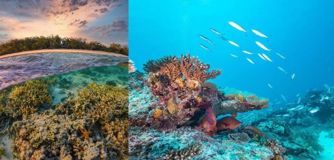 Snorkelling over coral on the southern Great Barrier Reef