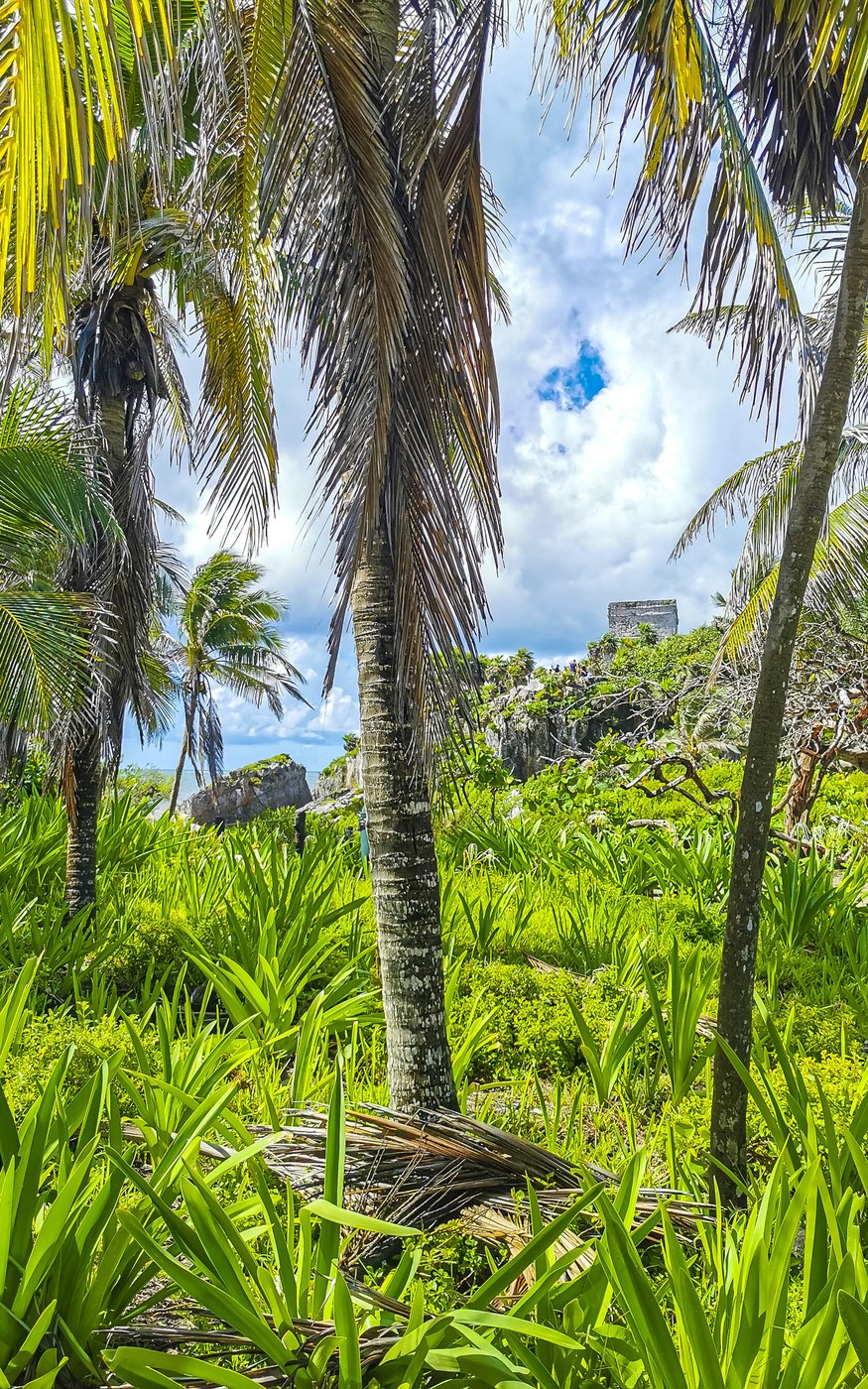 A tall palm tree against a clear tropical sky